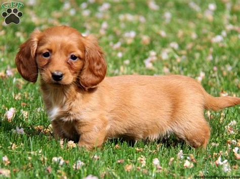 He has been neutered, vaccinated, microchipped and has been 4DX tested. . Dachshund puppies for sale 300